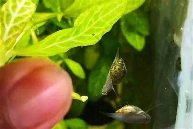 水草的营养液可以喂鱼吗？