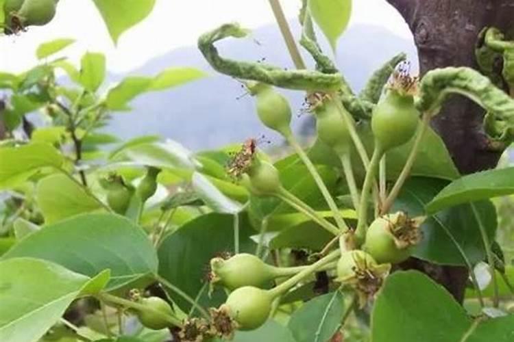 ...梨树每年挂果不少但梨的口味太酸,请问施什么肥料可以改变酸味？百度...