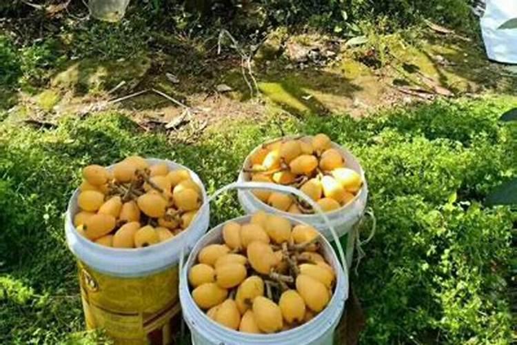 杜鹃花叶面能否喷药,喷营养液,不是页面不能喷水吗？