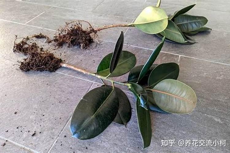 兰花草用什么肥料