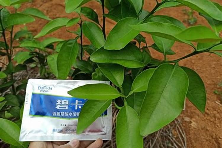 自制水溶叶面肥:清水30斤需用多少红糖和发酵粉