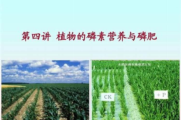 磷肥适合浇什么花