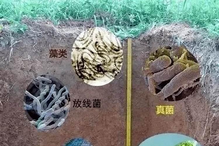 广东有哪些化肥厂