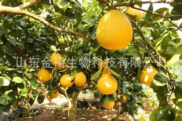 辣椒移栽后几天施肥和打药