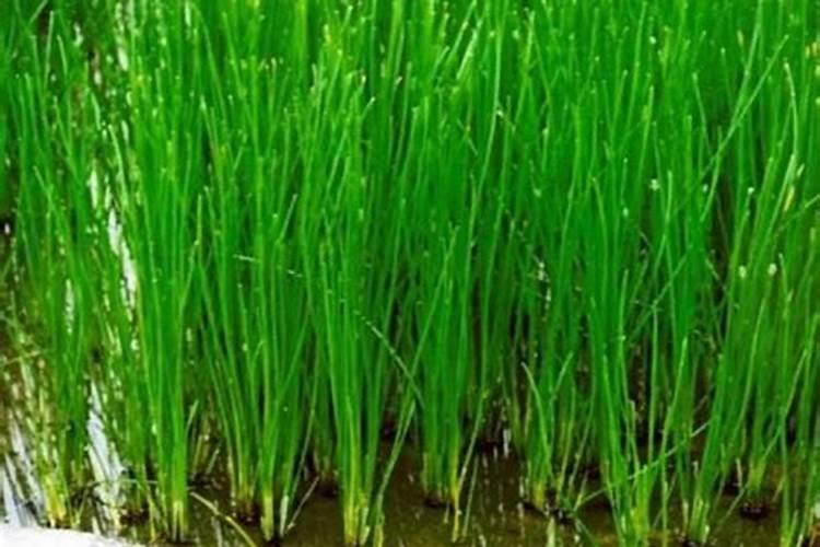 马蹄田可以用什么肥料