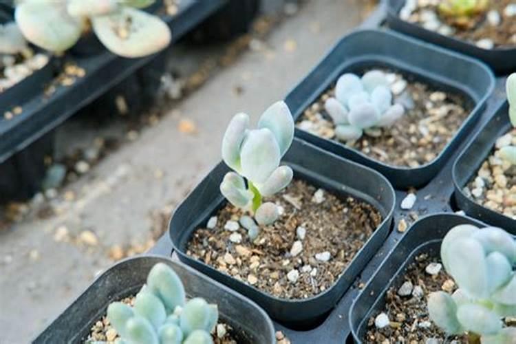 多肉可以施肥吗 多肉如何施肥