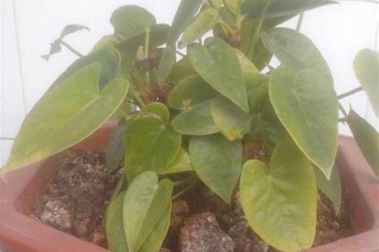 江苏共创人造草坪有限公司怎么样