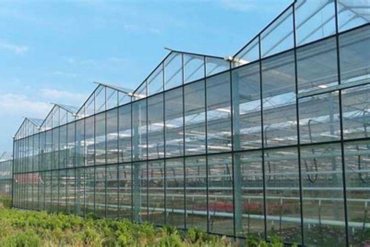 大棚种植水果用什么样的肥料比较好