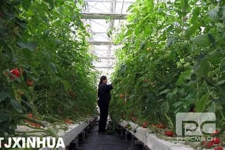 大棚用碳酸氢铵闷棚有什么作用？