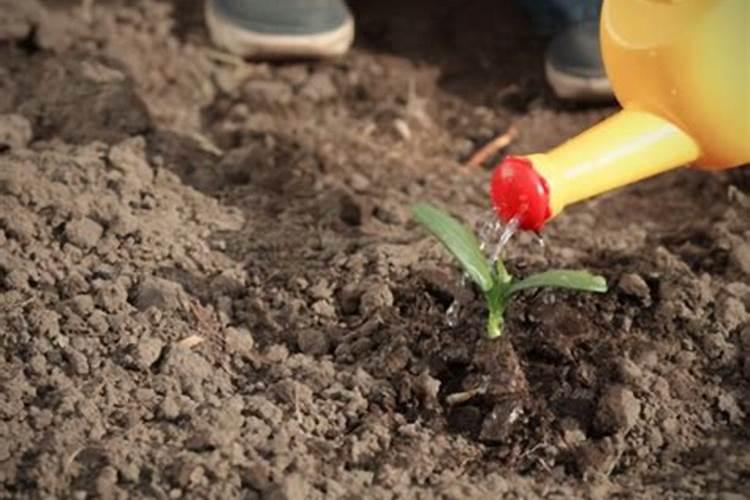 山豆根种子种植方法