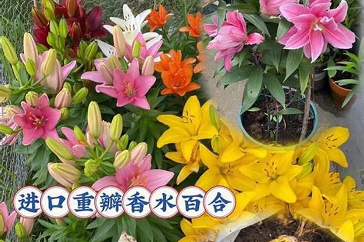 仙客来多久开花一次,从种植到开花要多长时间