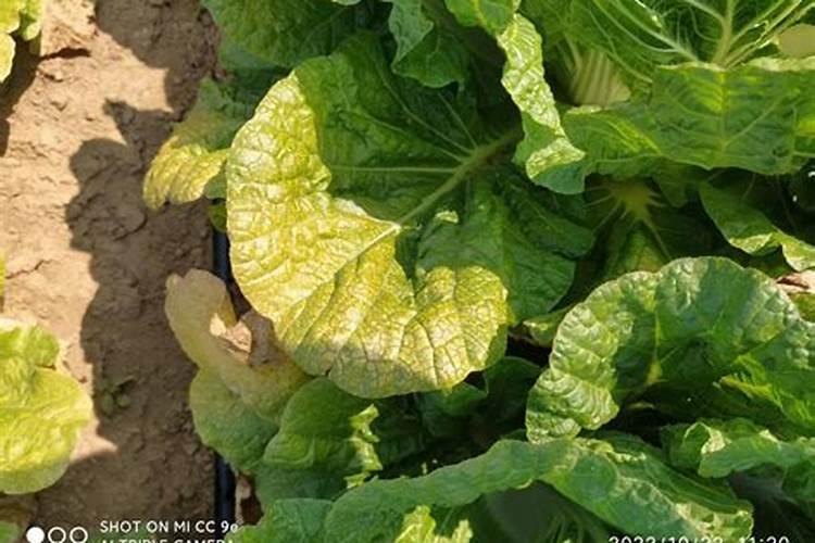 长寿花施肥时间和方法