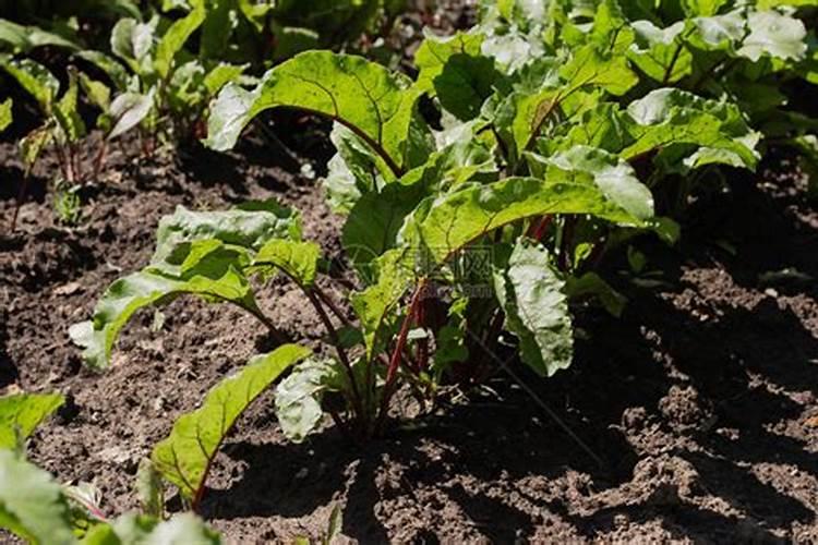 甜菜在什么时候喷叶面肥