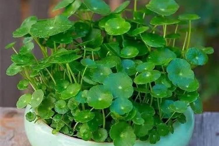 在水田淹水的这个时期,哪种氮肥是不应该施用的