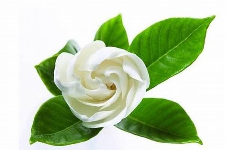 花生饼怎样发酵才能做花肥