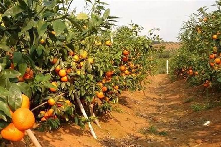 嫁接柑桔树能马上浇水施肥吗？