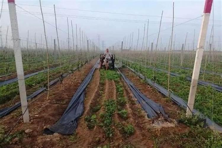 大棚西瓜如何种植？大棚西瓜栽培有哪些技术？