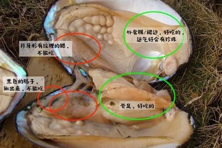 河蚌吃什么怎么养
