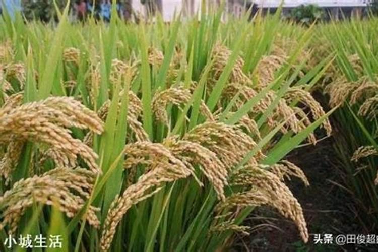 萝卜追肥用什么肥料