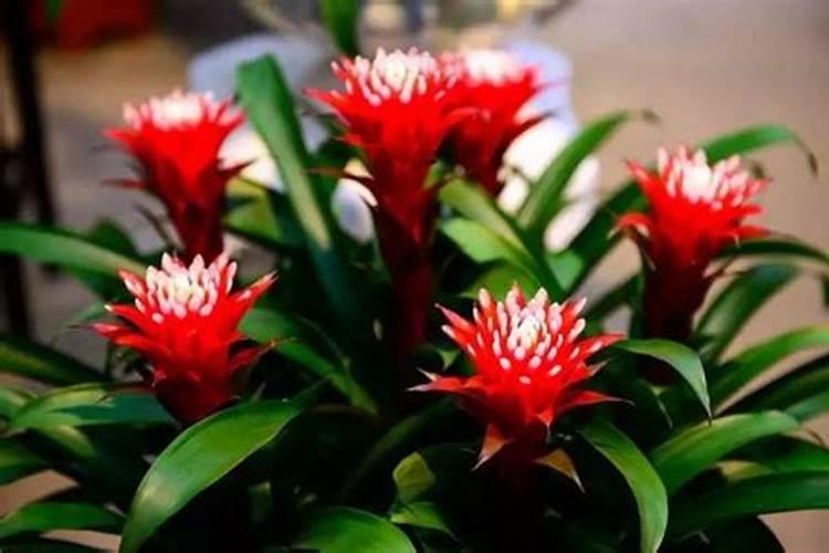 202020水溶肥灌根甘蔗用量是多少