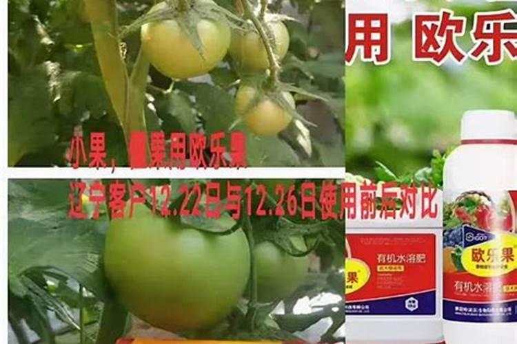 瓜果蔬菜缺硼会带来哪些危害,补施硼肥的作用和方法是什么？
