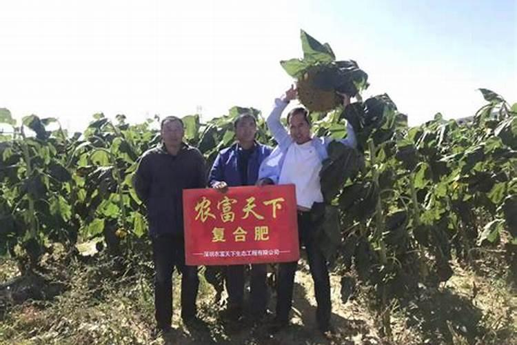 草莓各个时期的施肥方案 什么时候冲高磷肥