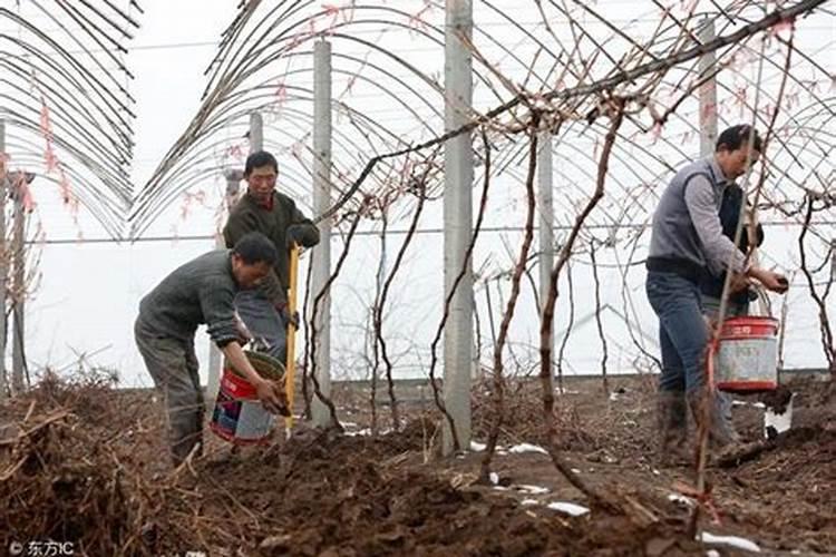 施肥后下雨还有效吗