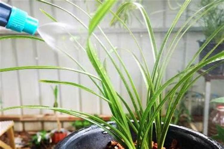 哈密瓜膨果期怎样施肥