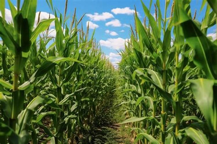 西红柿用什么叶面肥比较好