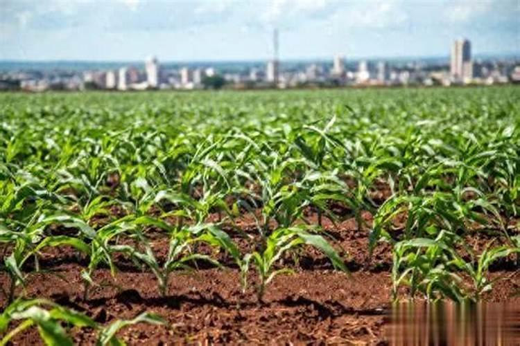 种玉米底肥用什么复合肥好