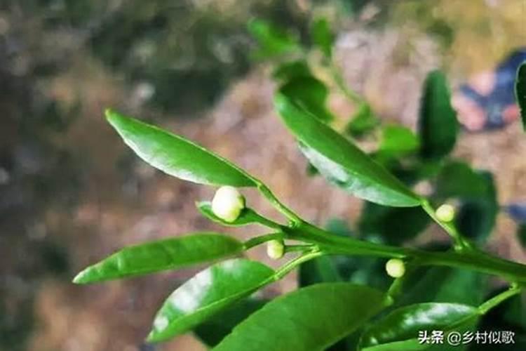 糖醇钙镁朋铁锌在桔柑园什么时候用好