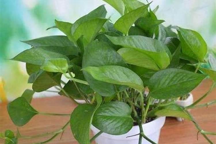绿萝花肥用什么合适 肥料制作与使用方法