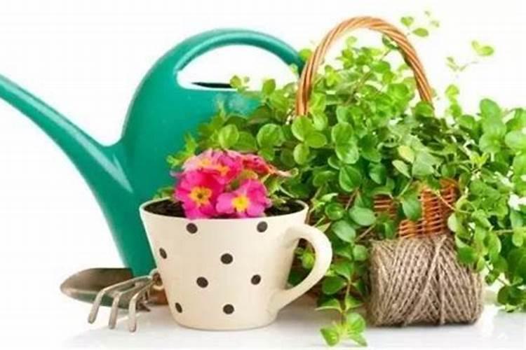 柑桔钾肥最佳时间是什么时候