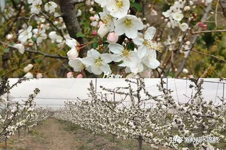 杨梅施钾肥什么时候最好？