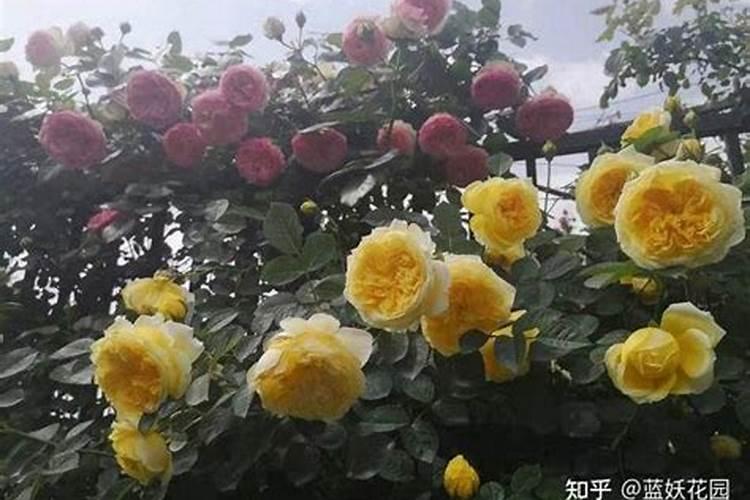 月季花压枝要多久才能生根