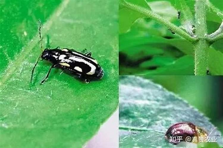 青花菜施什么肥料好