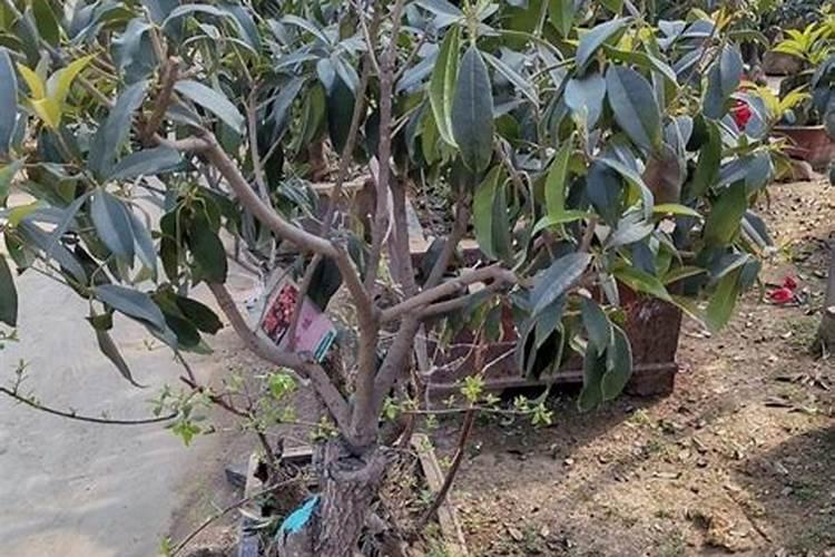 栀子花用什么肥料好