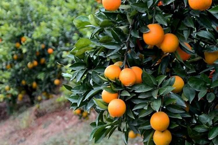 什么是腐质酸型复合肥？