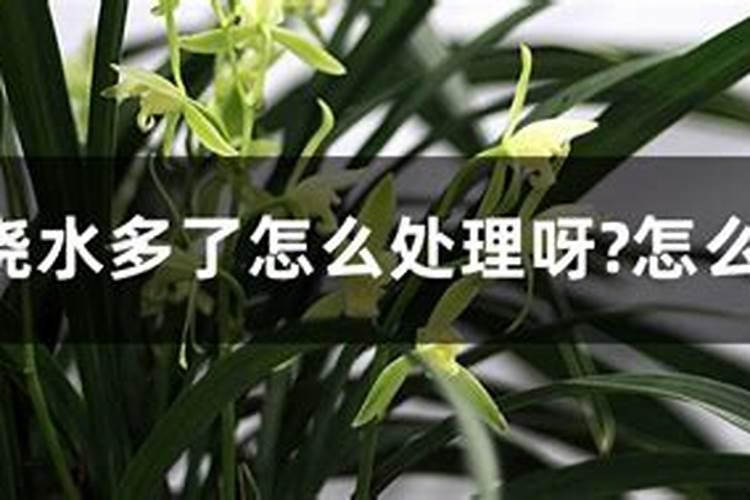 尿素能当叶面肥吗？