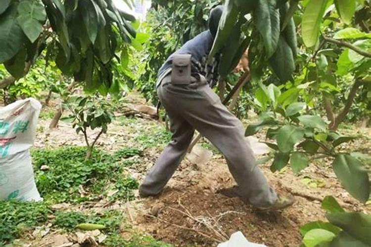 茶树主要病虫害及其防治措施