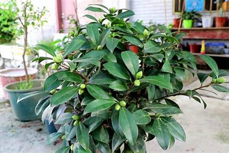 茶花可以施复合肥吗 施肥技巧有哪些