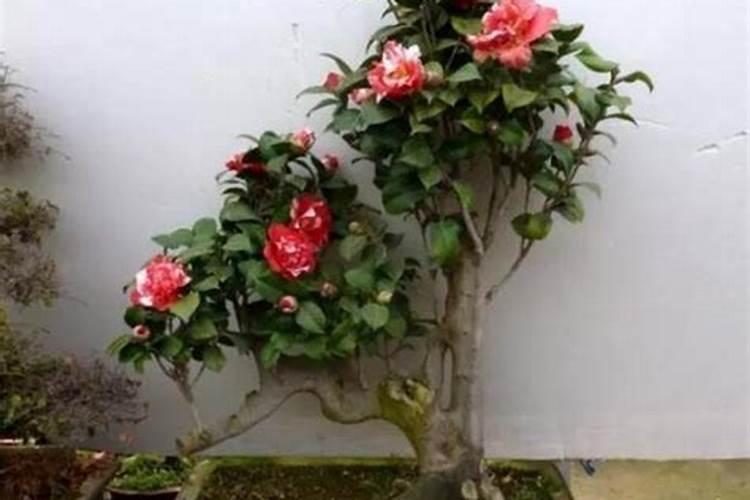 茶花可以施复合肥吗 施肥技巧有哪些