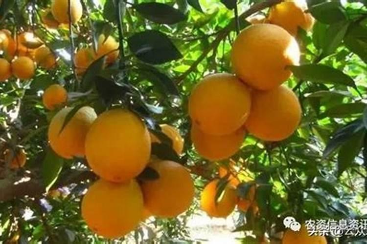 脐橙什么时期施钾肥合适？