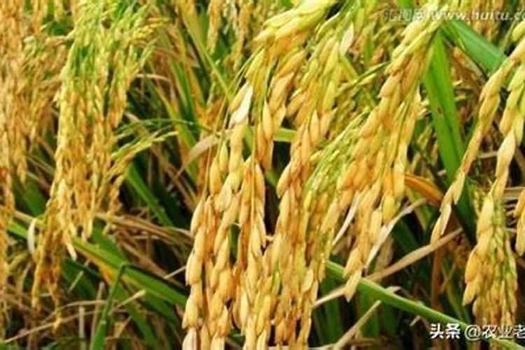 香蕉树当年能结果不怎样种植