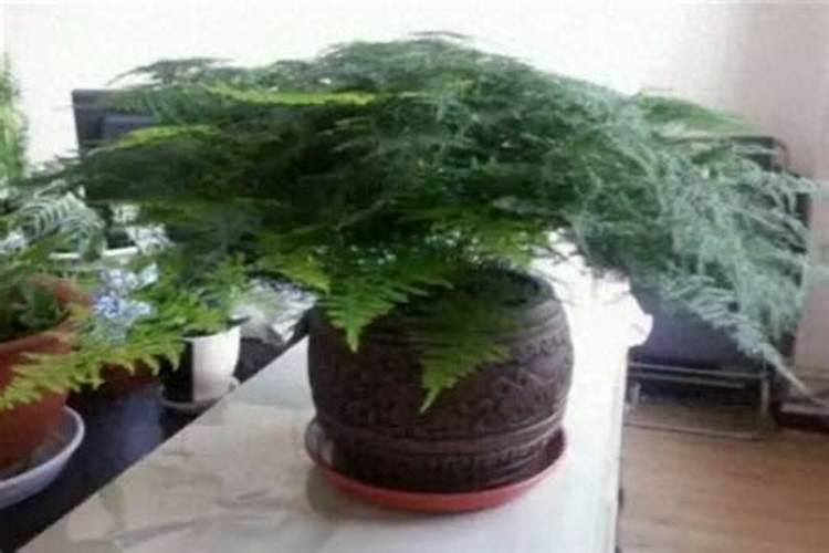 畜牧业龙头股有哪些？