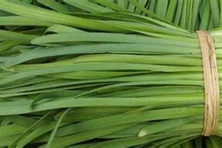 长寿花肥用什么合适