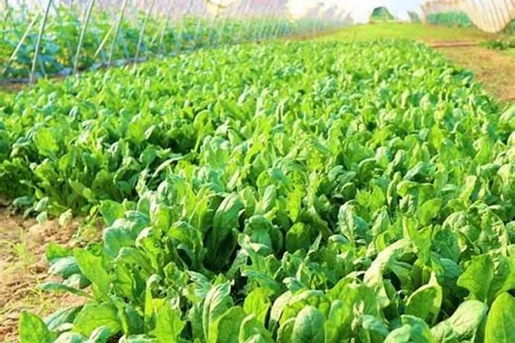 三个5公斤冲施肥水配多少斤