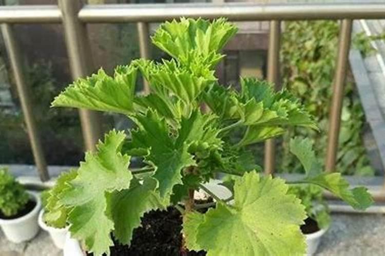 襄阳茶叶十大品牌？