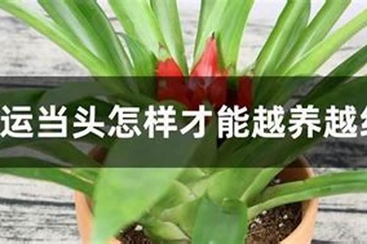 奥植丰和奥丰云台素有区别么