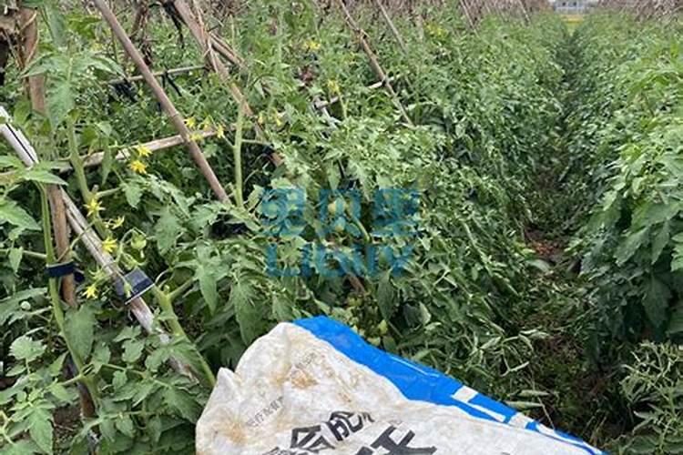 番茄结果后每次每亩冲水溶肥几斤